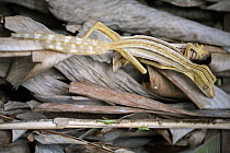 Lined Flat-tail Gecko (Uroplatus lineatus) camouflaged in leaf litter, Madagascar