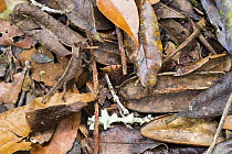 Horned Leaf Chameleon (Brookesia superciliaris) male camouflaged in leaf litter, Madagascar