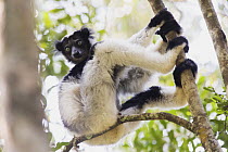Indri (Indri indri), Madagascar