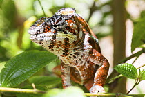 Panther Chameleon (Chamaeleo pardalis), Madagascar