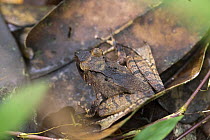 Tree Frog (Gephyromantis sp) camouflaged in leaf litter, Madagascar