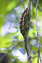 O'shaughnessy's Chameleon (Calumma oshaughnessyi) male, Ranomafana National Park, Madagascar
