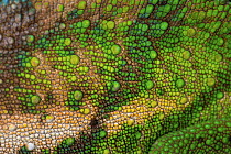 O'shaughnessy's Chameleon (Calumma oshaughnessyi) male skin, Ranomafana National Park, Madagascar