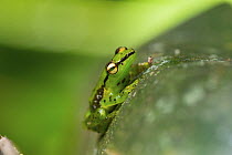 Tsarafidy Madagascar Frog (Mantidactylus pulcher), Ranomafana National Park, Madagascar