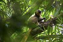 Golden Bamboo Lemur (Hapalemur aureus), critically endangered, Ranomafana National Park, Madagascar