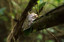 Madagascar Bright-eyed Frog (Boophis madagascariensis), Ranomafana National Park, Madagascar