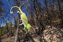 Baudrier's Chameleon (Furcifer balteatus) juvenile in burned area, Madagascar