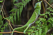 Baudrier's Chameleon (Furcifer balteatus) juvenile climbing, Ranomafana National Park, Madagascar