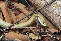 Perinet Night Snake (Ithycyphus perineti), Kirindy Forest, Madagascar