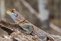 Cuvier's Madagascar Swift (Oplurus cuvieri) iguana, Kirindy Forest, Madagascar
