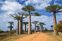 Grandidier's Baobab (Adansonia grandidieri) trees along road, Avenue of the Baobabs, Madagascar