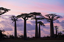 Grandidier's Baobab (Adansonia grandidieri) trees at sunset, Avenue of the Baobabs, Madagascar