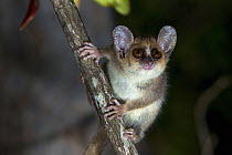 Berthe's Mouse Lemur (Microcebus berthae), Kirindy Forest, Madagascar