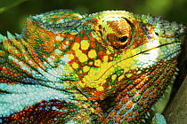 Panther Chameleon (Chamaeleo pardalis) male, Ambanja, Madagascar