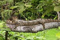 Panther Chameleon (Chamaeleo pardalis) juvenile, Amber Mountain National Park, Madagascar