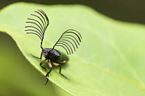 Click Beetle (Elateridae) with large antenna, Amber Mountain National Park, Madagascar