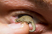 Mount d'Ambre Leaf Chameleon (Brookesia tuberculata), the second smallest reptile known to science, held by biologist, Amber Mountain National Park, Madagascar