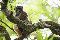 Sanford's Brown Lemur (Eulemur fulvus sanfordi), endangered,Amber Mountain National Park, Madagascar