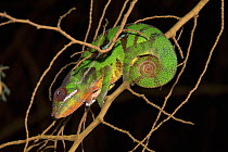 Panther Chameleon (Chamaeleo pardalis) sleeping at night, Amber Mountain National Park, Madagascar