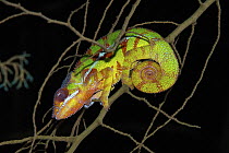 Panther Chameleon (Chamaeleo pardalis) sleeping at night, Amber Mountain National Park, Madagascar