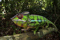 Panther Chameleon (Chamaeleo pardalis) in forest, Amber Mountain National Park, Madagascar