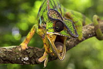 Panther Chameleon (Chamaeleo pardalis) in threat display, Amber Mountain National Park, Madagascar