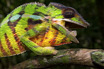 Panther Chameleon (Chamaeleo pardalis) in threat display, Amber Mountain National Park, Madagascar