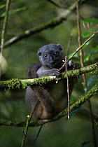 Sanford's Brown Lemur (Eulemur fulvus sanfordi), endangered, Amber Mountain National Park, Madagascar