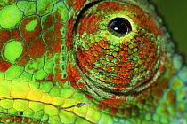 Panther Chameleon (Chamaeleo pardalis) male eye, Ambanja, Madagascar