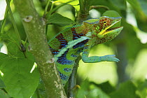 Panther Chameleon (Chamaeleo pardalis) male in defensive posture, Ambanja, Madagascar