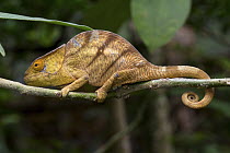 Panther Chameleon (Chamaeleo pardalis) juvenile, Madagascar