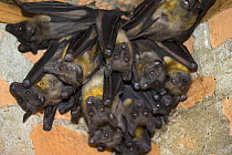 Madagascan Fruit Bat (Eidolon dupreanum) group roosting in building, Madagascar