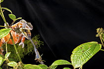Panther Chameleon (Chamaeleo pardalis) predating on insect, Madagascar