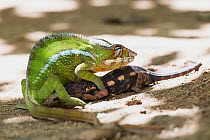 Panther Chameleon (Chamaeleo pardalis) male attempting to mate with unreceptive female, Madagascar