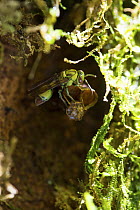 Paper Wasp (Ropalidia sp) at nest, Ranomafana National Park, Madagascar