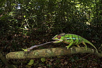Panther Chameleon (Chamaeleo pardalis) predating on insect, Amber Mountain National Park, Madagascar