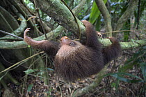 Hoffmann's Two-toed Sloth (Choloepus hoffmanni) orphan climbing branch, Costa Rica