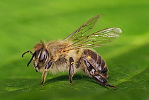 Asiatic Honeybee (Apis cerana), Japan