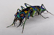 Tiger Beetle (Cicindela chinensis), Japan