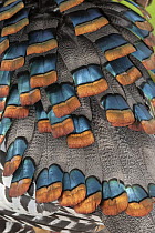 Ocellated Turkey (Meleagris ocellata) feathers, native to Central America