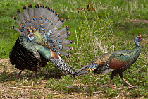 Ocellated Turkey (Meleagris ocellata) male courting female, native to Central America