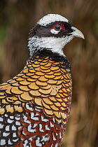 Reeves's Pheasant (Syrmaticus reevesii) male, native to Asia