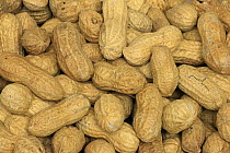 Peanut (Arachis hypogaea) nuts, Germany