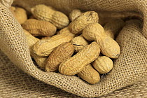 Peanut (Arachis hypogaea) nuts, Germany