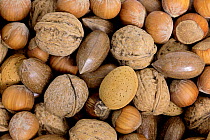 Almond (Prunus dulcis), Hazelnut (Corylus avellana), and walnut nuts, Germany