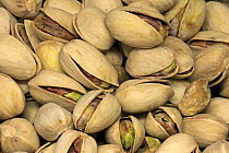 Pistachio (Pistacia vera) nut, Germany