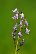 Spanish Bluebell (Hyacinthoides hispanica) flowers, Germany