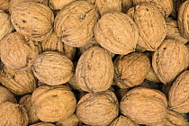 English Black Walnut (Juglans regia) nuts, Germany