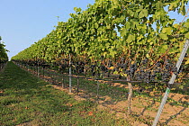Grape (Vitis vinifera) fruit for Cabernet Sauvignon wine, Rhineland-Palatinate, Germany