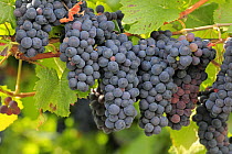 Grape (Vitis vinifera) fruit for Cabernet Sauvignon wine, Rhineland-Palatinate, Germany